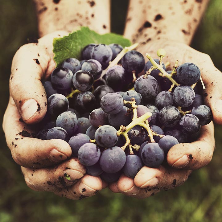 Ερυθροί Οίνοι